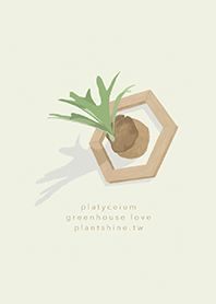 INDOOR PLANT - platycerium