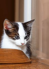 Nyanko Great Runaway#Maelo117.