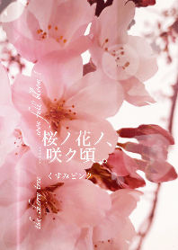 When cherry blossoms bloom. pink x beige