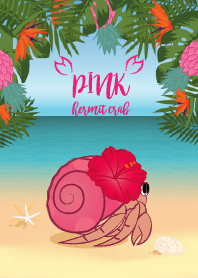 Hermit crab Hawaii V.1
