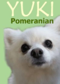 Pomeranian YUKI Ver.2