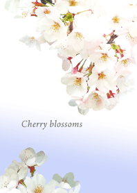Cherry Blossoms 桜2