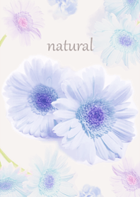 Gentle scent of fragrant gerbera6.