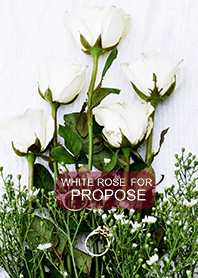 White rose for Propose
