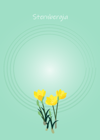 October's birth flower, Sternbergia