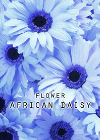FLOWER AFRICAN DAISY[blue]