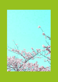 CHERRY BLOSSOMS & BLUE SKYj-LEAF GREEN