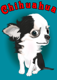 cute Chihuahua dog
