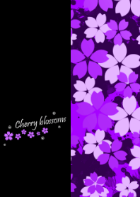 Cherry at night -Purple-