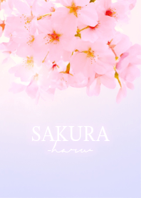 Sakura-Haru- 6