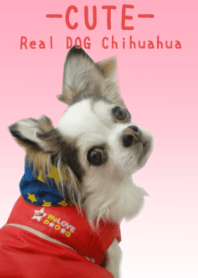 Real DOG Chihuahua -CUTE-