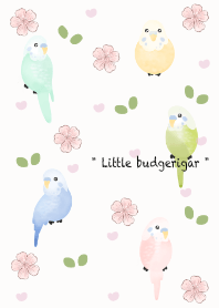 Little budgerigar 2
