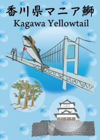 香川県マニア鰤