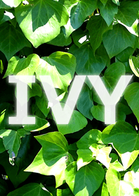 English Ivy
