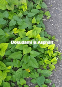 Dokudami & Asphalt