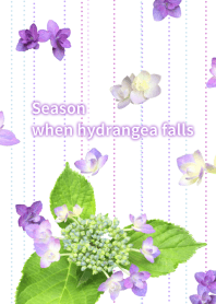 Season when hydrangea falls