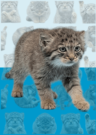 嬰兒曼努爾貓 藍黃色