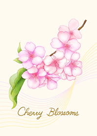 Beautiful Cherry Blossoms 1/Floral white