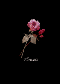 Classical Rose.5.