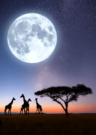 幸運のサファリ風景：キリン満月の星空