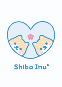 Shiba Inu Cherry blossoms - Blue