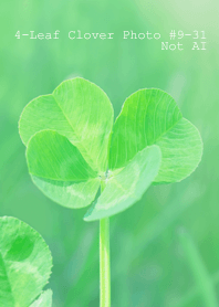 4leaf Clover Photo#9-31Not AI