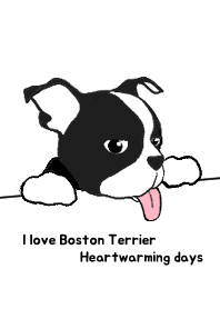 I love Boston Terrier Heartwarming days