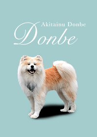 Akita dog Donbe kun