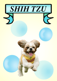 シーズーのぽんた