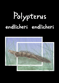 saddled bichir (Polypterus endlicheri)jp