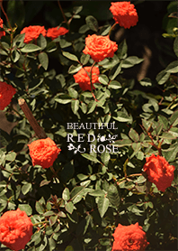 BEAUTIFUL RED ROSE