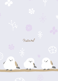 Long-tailed Tit winter pattern17 Japan