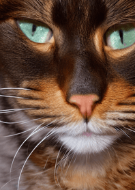 nyanko great runaway#bhvbf028