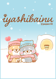 iyashibainu winter