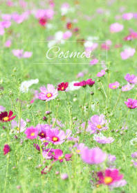 --- Cosmos --- 39
