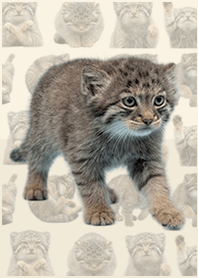 嬰兒曼努爾貓 米紅色