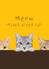 Meow - Mixed breed cat 03 - SUNFLOWER