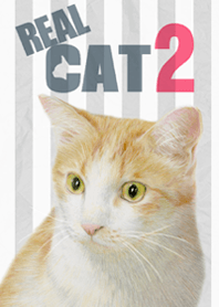REAL CAT2