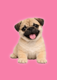 Plush Pug Theme Pink 01