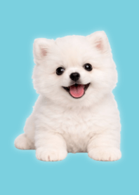 Tema Boneka Pomeranian Putih Green 06