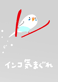 Budgie Snow Renewal