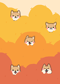 Shiba hiding in the bushes || Autumn