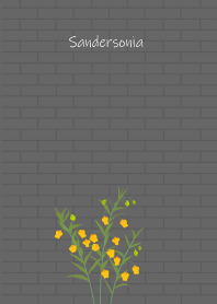 September's birth flower, Sandersonia