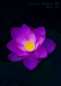 Lotus Photo #6-5 NotAI