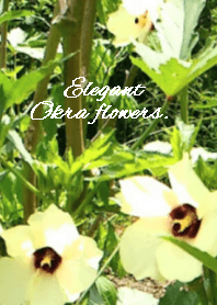 Elegant okra flowers.