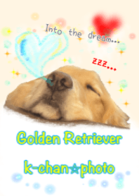 Golden Retrever k.Into the dream.