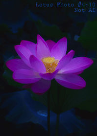 Lotus Photo #4-10Not AI