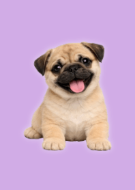 Plush Pug Theme Purple 02
