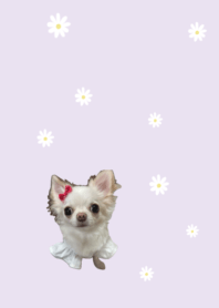 LINE kisekae miruruchan2