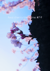 Real cherry blossom#7-9
